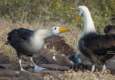 Galapagos waved albatross mating dance c canva