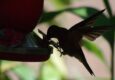 Peru machu picchu birdwatching 1 c chris bladon