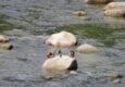 Peru machu picchu birdwatching 11 c chris bladon