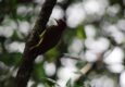 Peru machu picchu birdwatching 13 c chris bladon