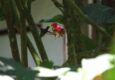 Peru machu picchu birdwatching 15 c chris bladon