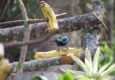 Peru machu picchu birdwatching 16 c chris bladon