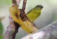 Peru machu picchu birdwatching 18 c chris bladon