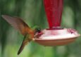 Peru machu picchu birdwatching 4 c chris bladon