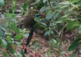 Peru machu picchu birdwatching 6 c chris bladon