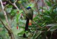 Peru machu picchu birdwatching 7 c chris bladon