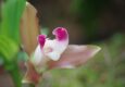 Peru machu picchu birdwatching 8 c chris bladon