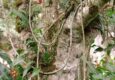 Peru machu picchu birdwatching 9 c chris bladon