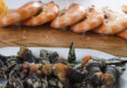 Portugal alentejo rota vicentina zambujeira seafood goose barnacles langostines