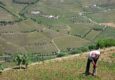 Portugal douro poços paulo farm worker c diego pura