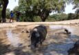 Spain andalucia aracena hills bathing pigs at jamones eiriz
