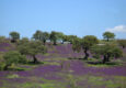 Spain andalucia blossomed fields dehesa