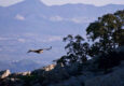 Spain andalucia sierra subbetica copyright pura aventura thomas power torcal de antequera gryphon vulture