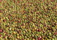 Spain basque country apples for cider