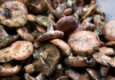 Spain catalonia garrotxa mushrooms robellons