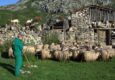 Spain picos de europa shepherd high pastures gamoneu cheese