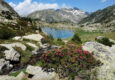Spain pyrenees catalonia aiguestortes summer roses lake c diego pura