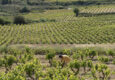 Spain rioja villabuena luis cañas winery vineyards worker c dmartin