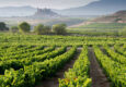 Spain rioja vineyard and san vicente de la sonsierra as background la rioja
