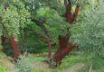 Spain andalucia alajar linares walk copyright chris bladon 2