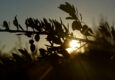 Spain andalucia casa olea watchtower walk olives sunset copyright chris bladon jan 2019