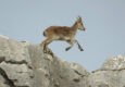 Spain andalucia ibex el torcal copyright chris bladon pura aventura 3