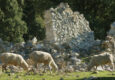 Spain andalucia sheep cortijo zuheros walk copyright chris bladon pura aventura