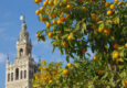 Spain seville giralda cathedral chris bladon pura