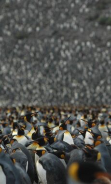 Antarctica south georgia emporer penguin colony copyright one ocean expeditions