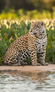 Brazil pantanal jaguar in the jungle pantanal brazil