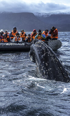 Chile australis cruise whale zodiac c australis