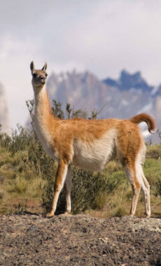 Chile patagonia guanaco in torres del paine national park