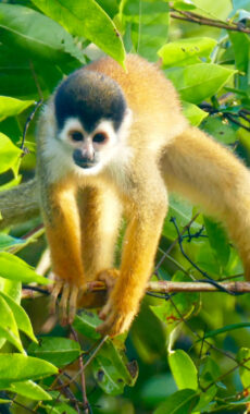 Costa rica osa peninsula squirrel monkey c pura aventura m power