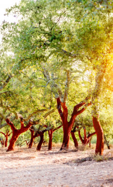 Portugal alentejo cork oaks shutterstock