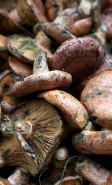 Spain catalonia garrotxa mushrooms robellons