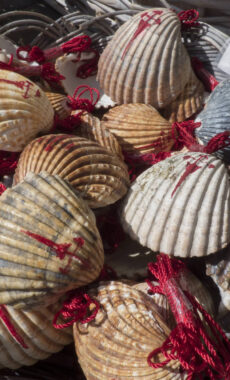Spain galicia camino shells