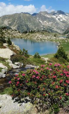 Spain pyrenees catalonia aiguestortes summer roses lake c diego pura