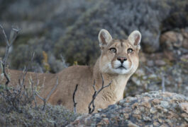 Argentina patagonia parque puma 2 c hernan povedano rewilding argentina