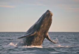 Argentina patagonia peninsula valdes right whale leaping