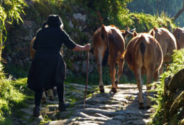 Portugal peneda hiking sistelo padrao farmer cows c diego