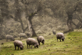 Spain andalucia aracena pigs dehesa c jarcosa
