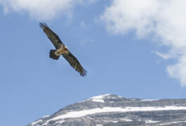 Spain huesca ordesa bearded vulture pura aventura