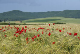 Spain rioja Camino cereals poppy c dmartin 1