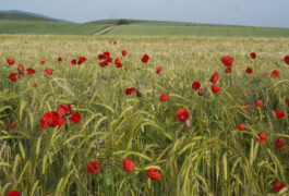 Spain rioja cereal poppy c dmartin