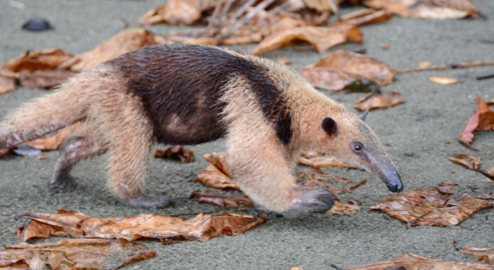 Costa rica osa peninsula anteater on corcovado beach c matt power