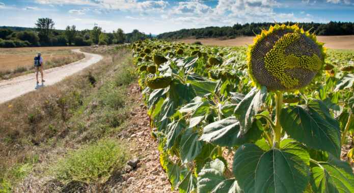 Spain camino de santiago sunflower walker