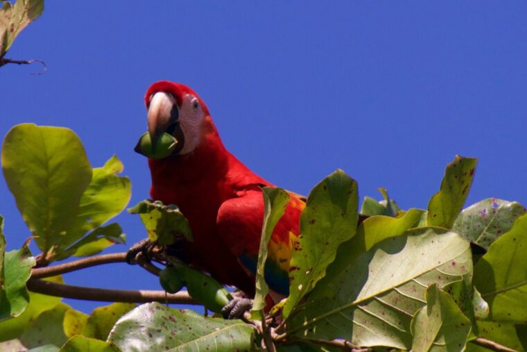 Carara National Park