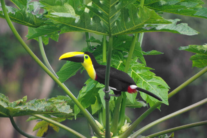 Ecuador Choco toucan at El Monte Mindo Chris Bladon