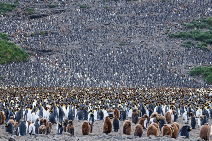 Antarctica south georgia c martin van lokven oceanwide expeditions