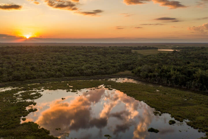 Argentina ibera jaguar release c rewilding argentina18